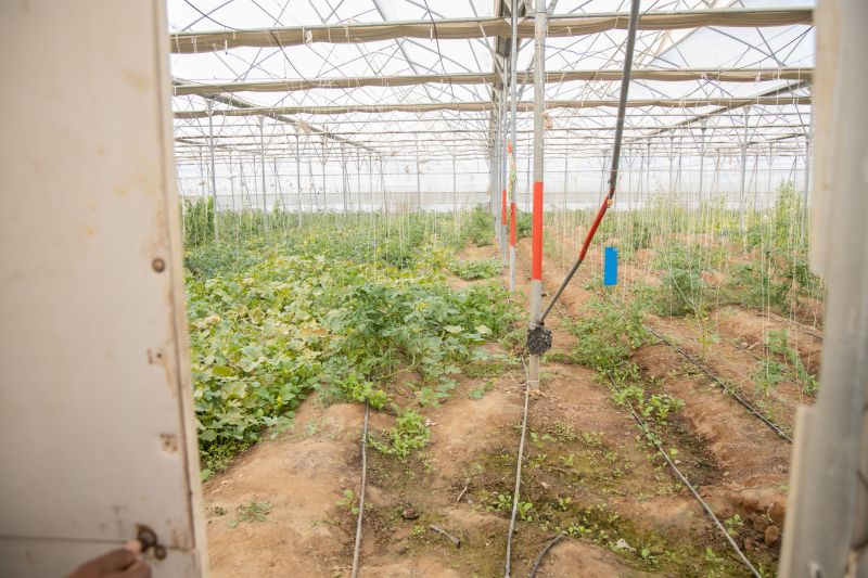 Underground Irrigation Service in Honolulu, HI